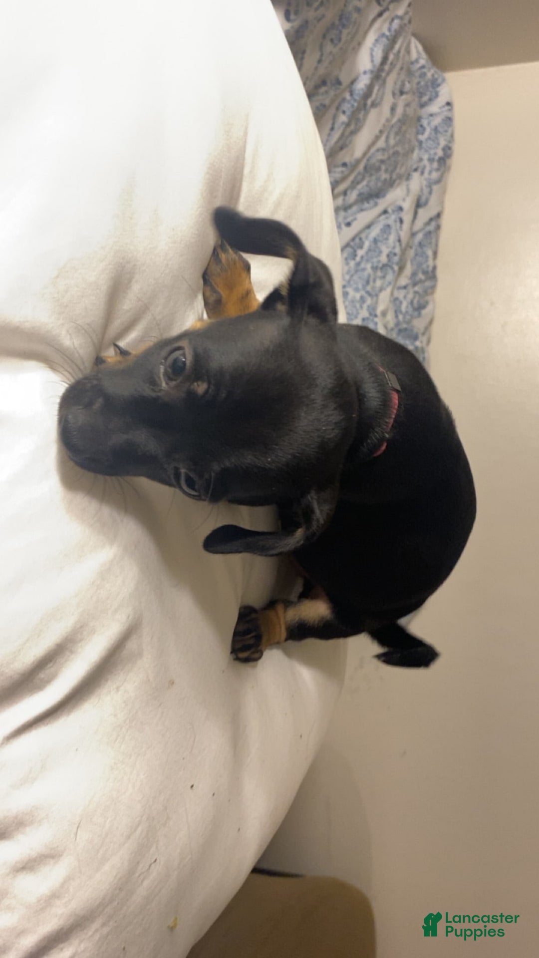 Dachshund dogs for sale: Sakura - Image 3