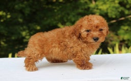 Miniature Poodle dogs for sale: Alivia - Image 3