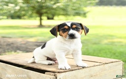 Beagle dogs for sale: Lucas - Image 1