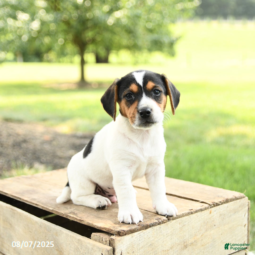 Beagle dogs for sale: Lucas - Image 1