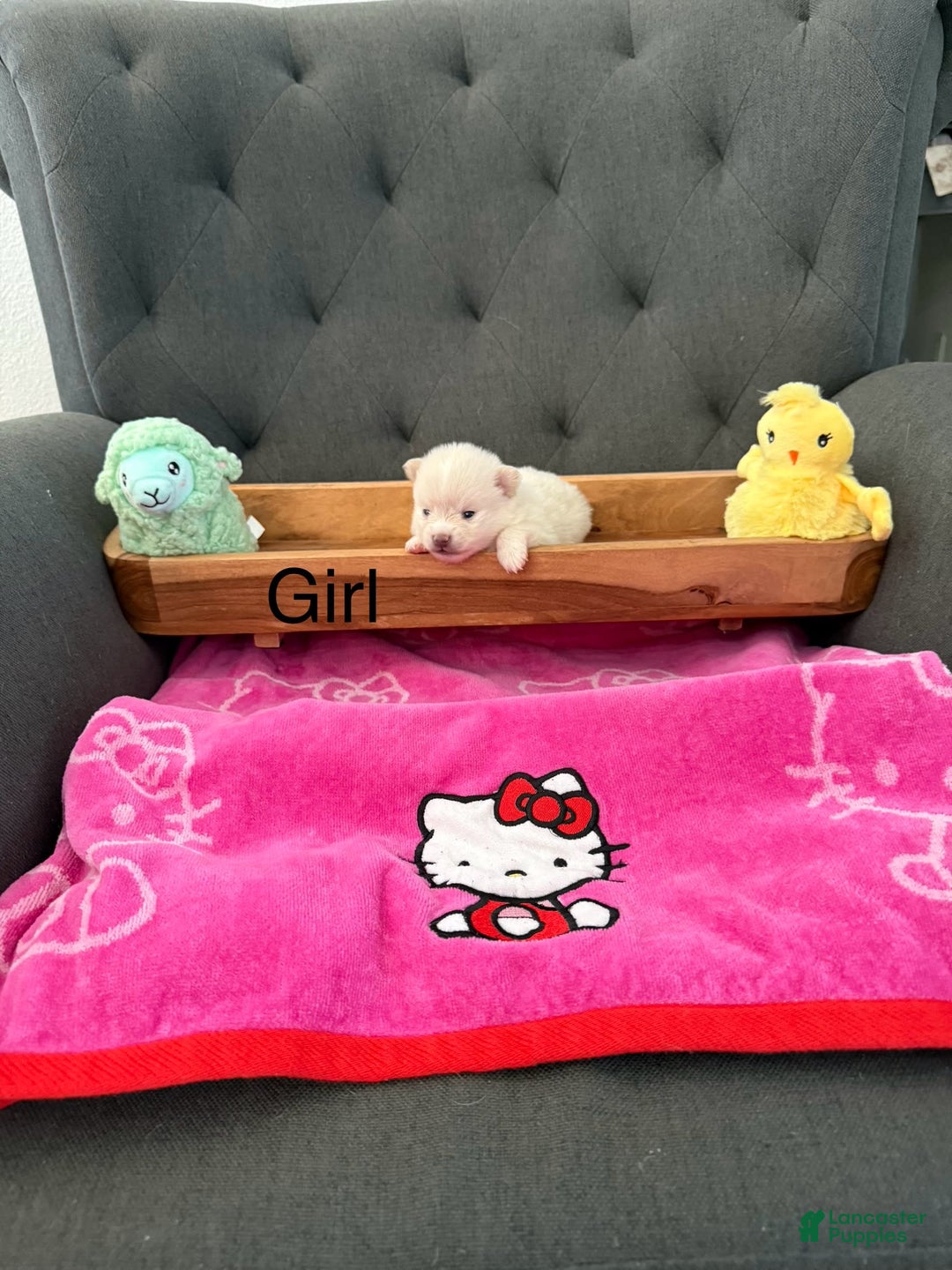 Pomeranian dogs for sale: Pearl - Image 1
