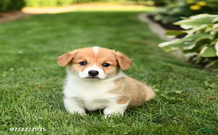 Welsh Corgi Pembroke dogs for sale - Ad 3
