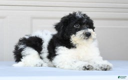 Maltipoo dogs for sale: Leo - Image 3