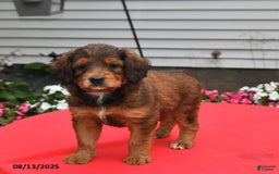 Goldador dogs for sale: Bailey - Image 3