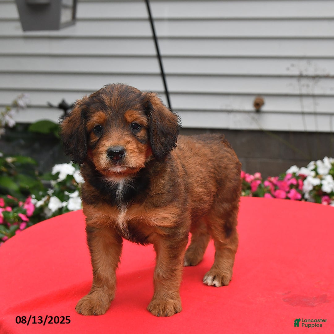 Goldador dogs for sale: Bailey - Image 3