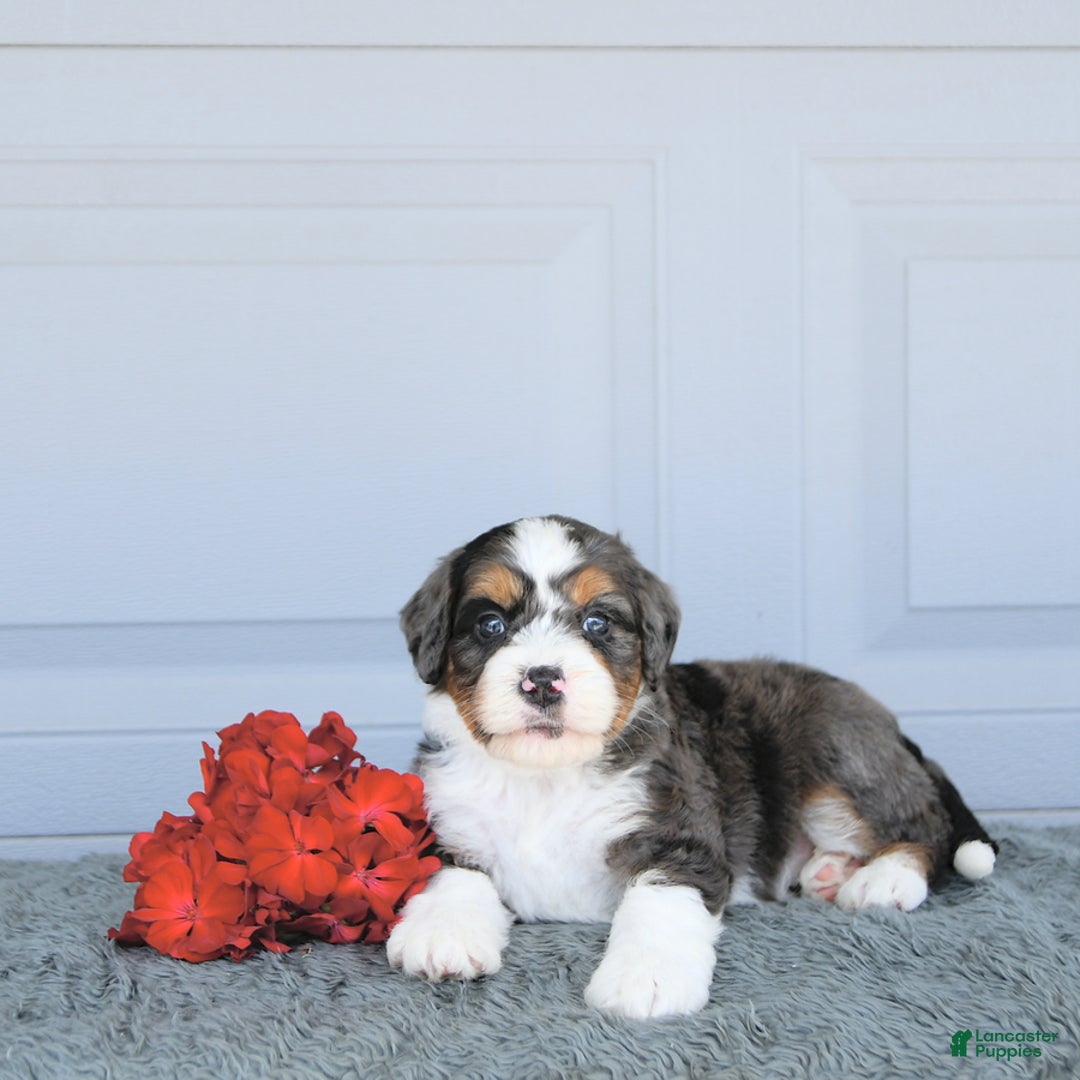 Miniature Bernese Mountain Dog dogs for sale: Mac - Image 7