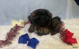 Shih Tzu dogs for sale: June Bug Brown - Image 7