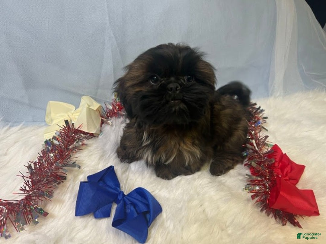 Shih Tzu dogs for sale: June Bug Brown - Image 7