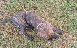English Mastiff dogs for sale: Purple/ Ivory Girl 💜 - Image 8
