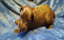 Miniature Schnauzer dogs for sale: Boy2 - Image 13