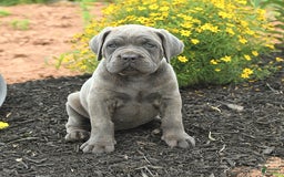 Cane Corso dogs for sale: Ivy - Image 9