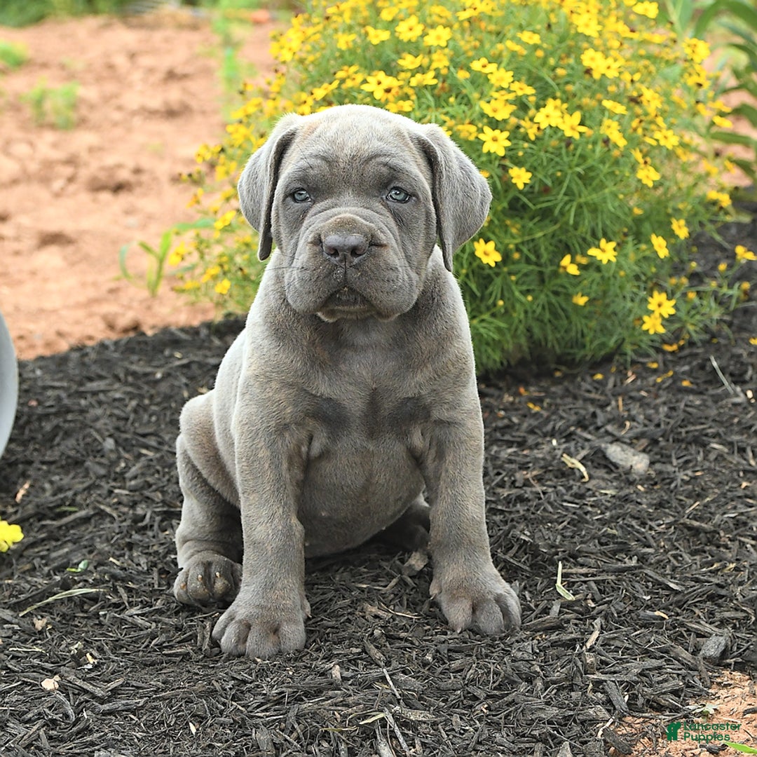 Cane Corso dogs for sale: Ivy - Image 9