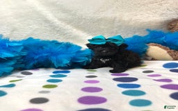 Morkie dogs for sale: London - Image 2