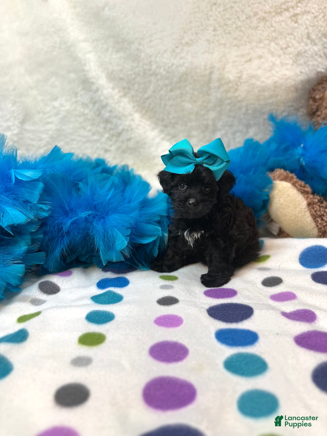 Morkie dogs for sale: London - Image 2