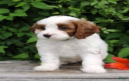 Cavapoo dogs for sale: Malcomb - Image 3