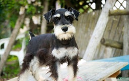 Miniature Schnauzer dogs for sale: Cinderella - Image 17