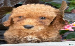 Mini Goldendoodle dogs for sale: Louis - Image 1
