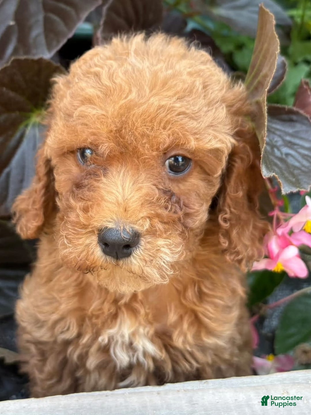 Mini Goldendoodle dogs for sale: Louis - Image 1