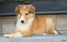 Collie dogs for sale: Paul - Image 4