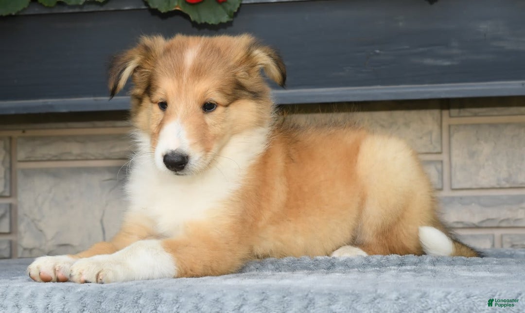 Collie dogs for sale: Paul - Image 4