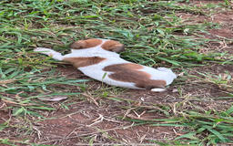 Jack Russell Terrier dogs for sale: Girl 2 - Image 1