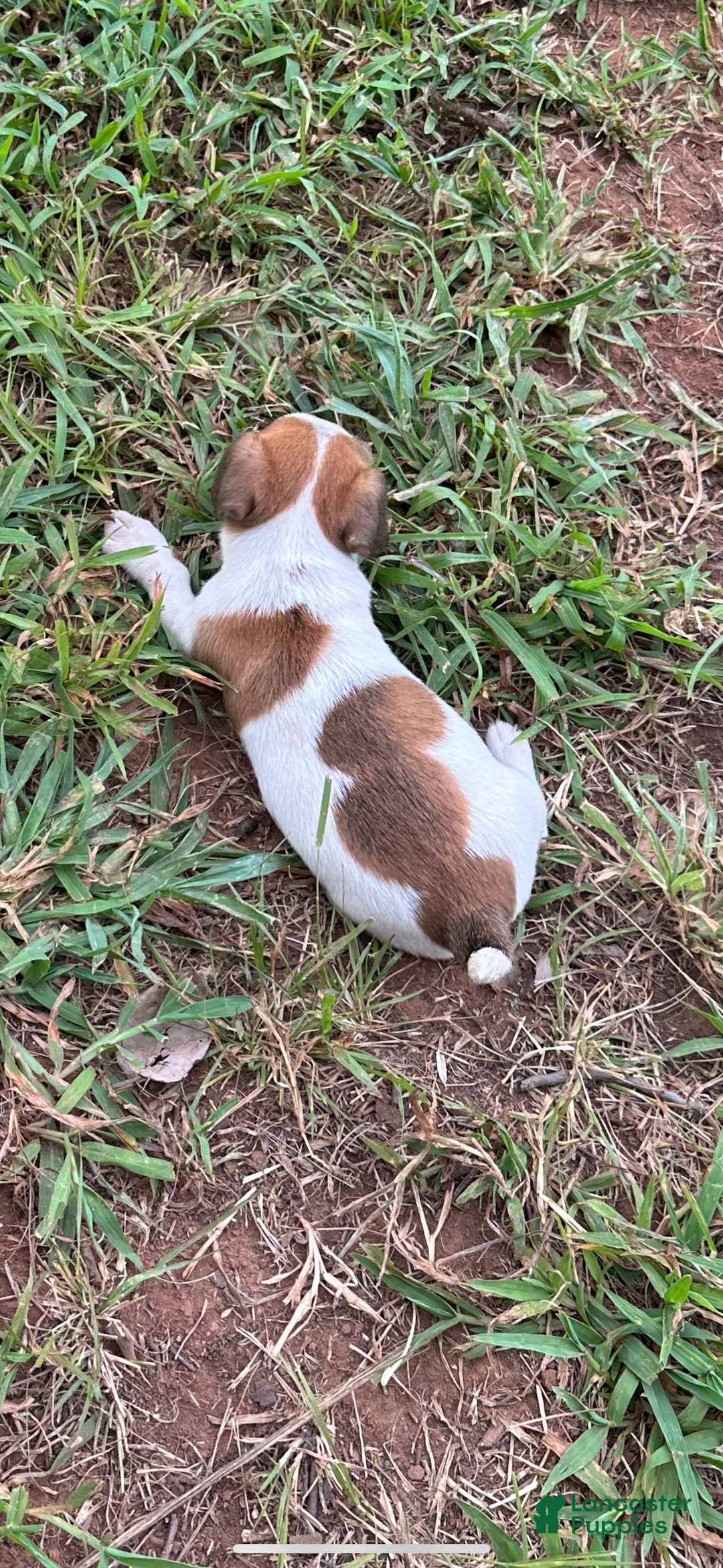 Jack Russell Terrier dogs for sale: Girl 2 - Image 1