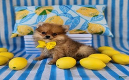 Pomeranian dogs for sale: Alvin - Image 2