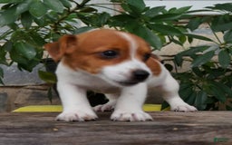 Jack Russell Terrier dogs for sale: Tip - Image 4