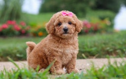 Maltipoo dogs for sale: Cori - Image 3