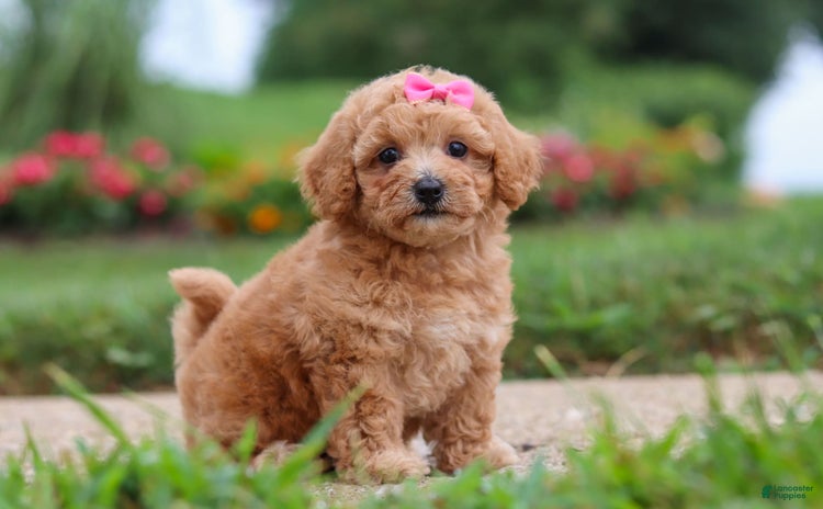 Maltipoo dogs for sale - Ad 5