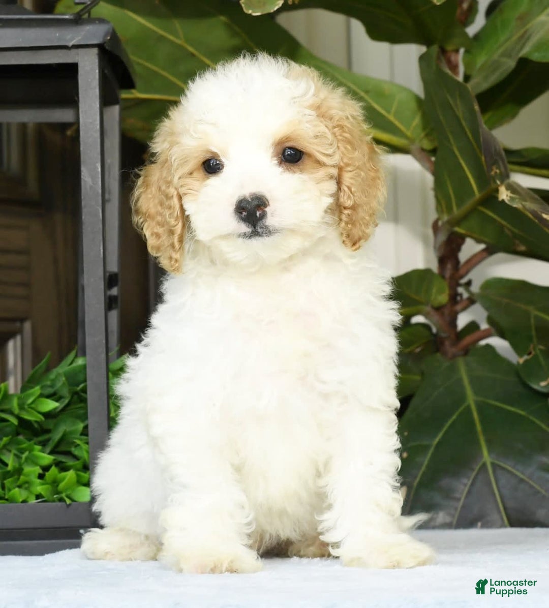Cavapoo dogs for sale: Uriah - Image 8