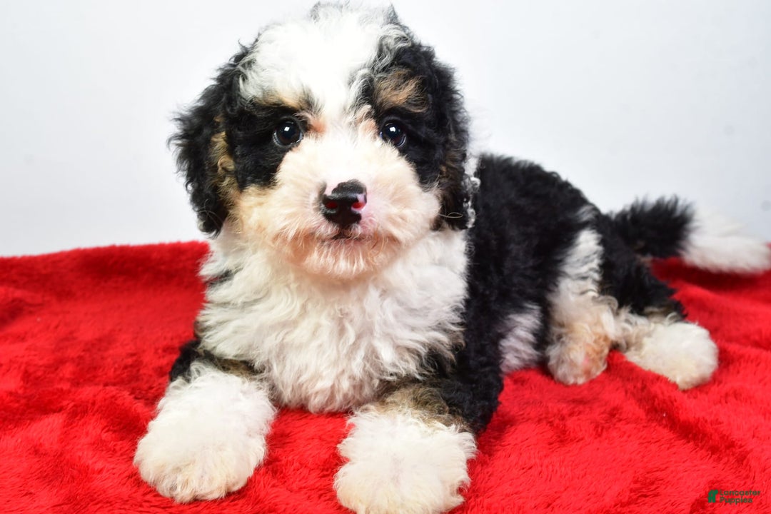 Mini Bernedoodle dogs for sale: Walker - Image 2