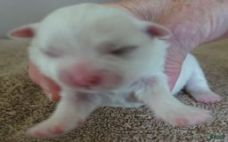 Maltese dogs for sale: Brooklyn - Image 10