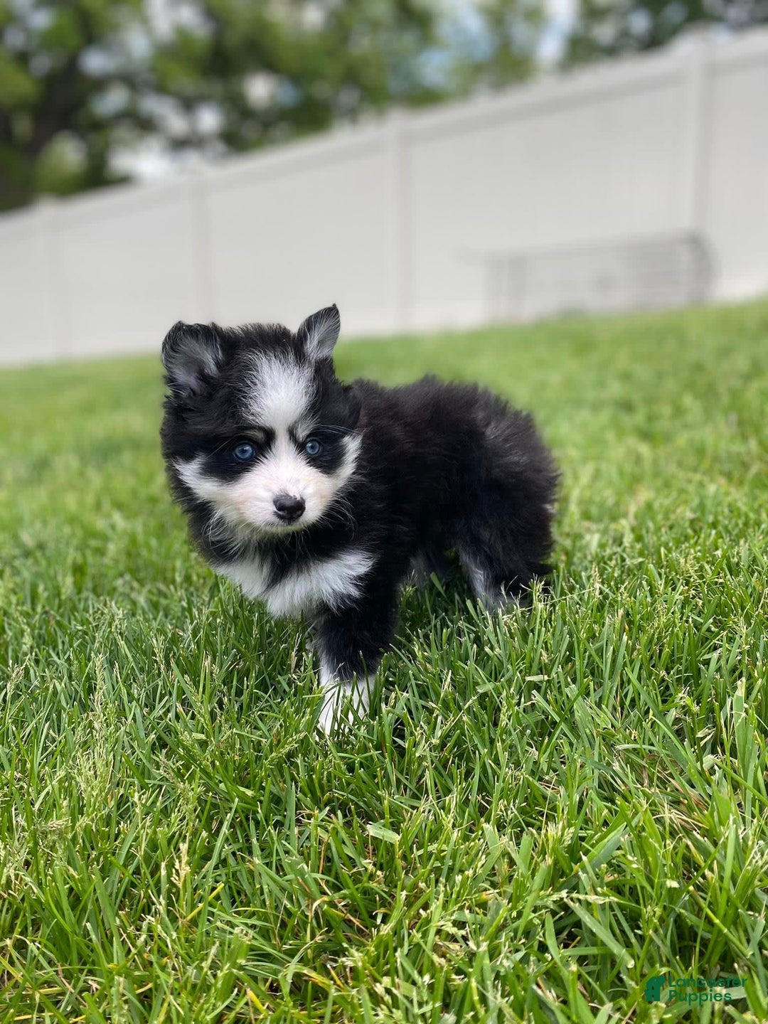 Pomsky dogs for sale: Luffy - Image 18