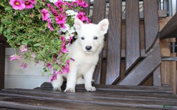 German Shepherd dogs for sale: Jill - Image 3