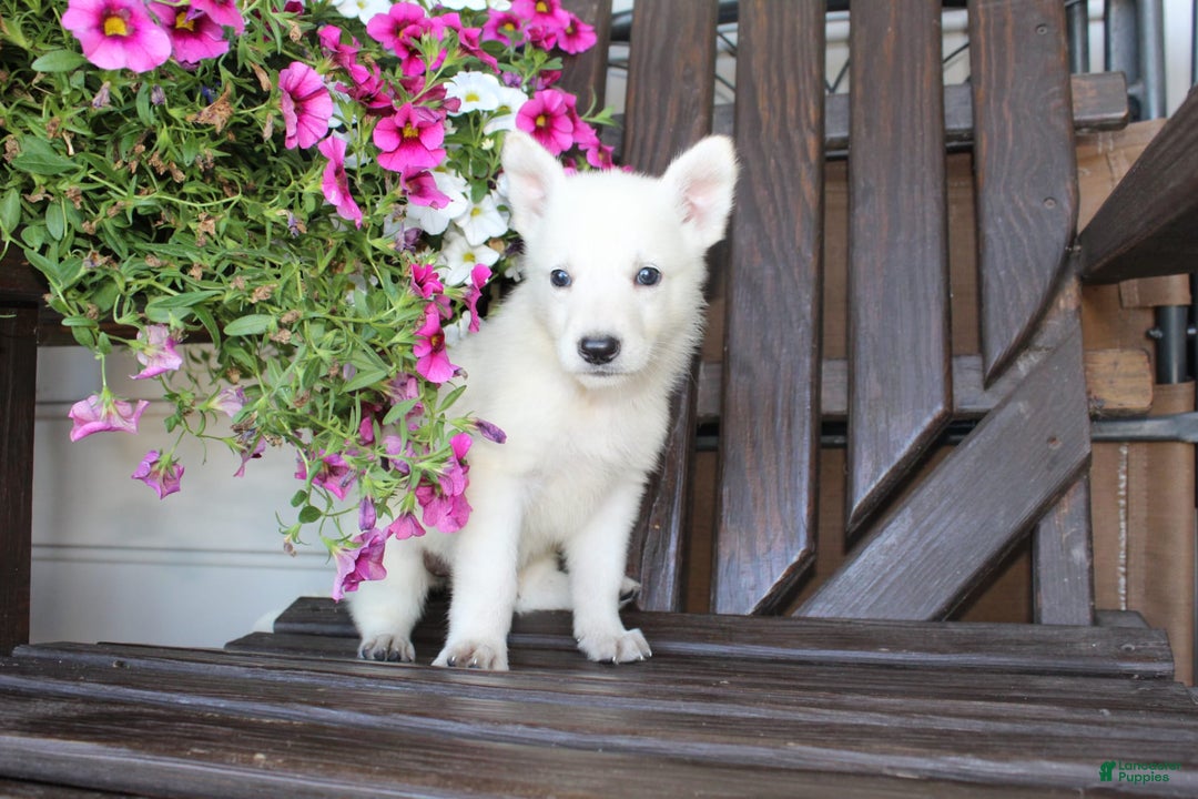 German Shepherd dogs for sale: Jill - Image 3