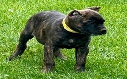 Cane Corso dogs for sale: Bridget - Image 15