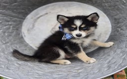 Pomsky dogs for sale: Todd - Image 3
