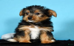 Yorkshire Terrier dogs for sale: Jimmy - Image 8