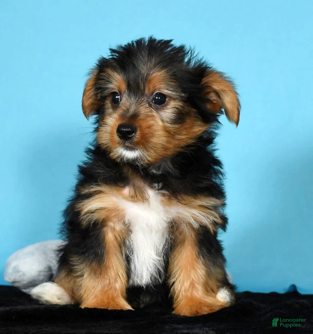 Yorkshire Terrier dogs for sale: Jimmy - Image 8