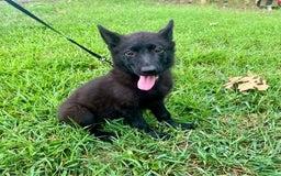 German Shepherd dogs for sale: Ellie - Image 3