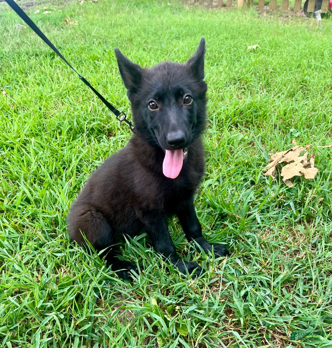 German Shepherd dogs for sale: Ellie - Image 3