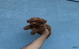 Toy Poodle dogs for sale: Teacup Dylan - Image 2