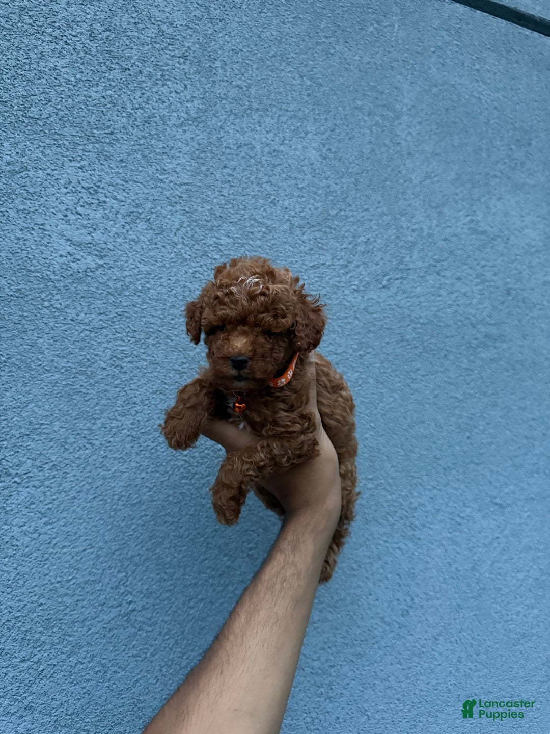 Toy Poodle dogs for sale: Teacup Dylan - Image 2