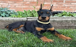 Doberman Pinscher dogs for sale: Stetson - Image 4