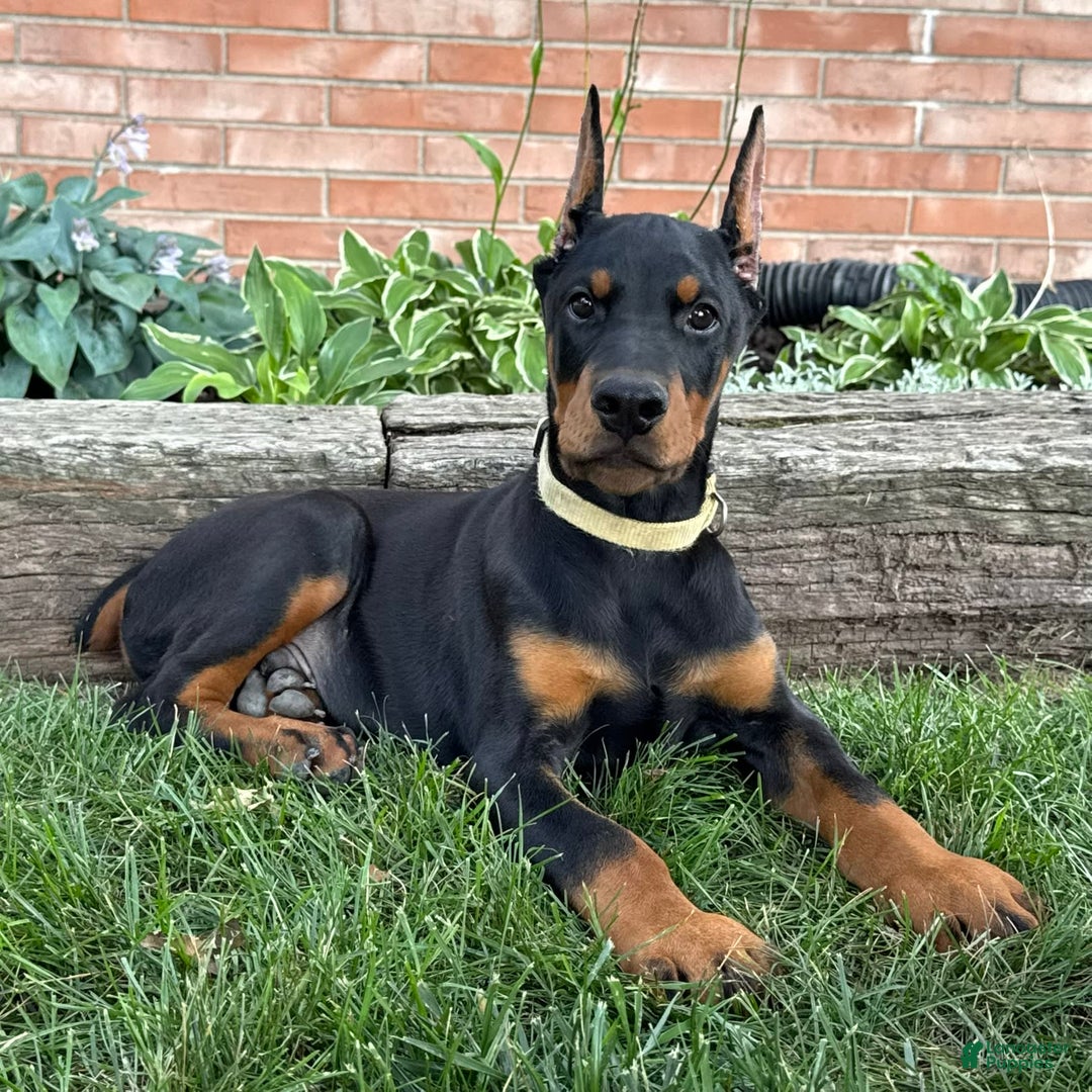 Doberman Pinscher dogs for sale: Stetson - Image 4