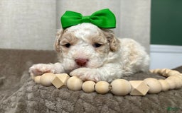 Cavapoo dogs for sale: Biscotti - Image 3