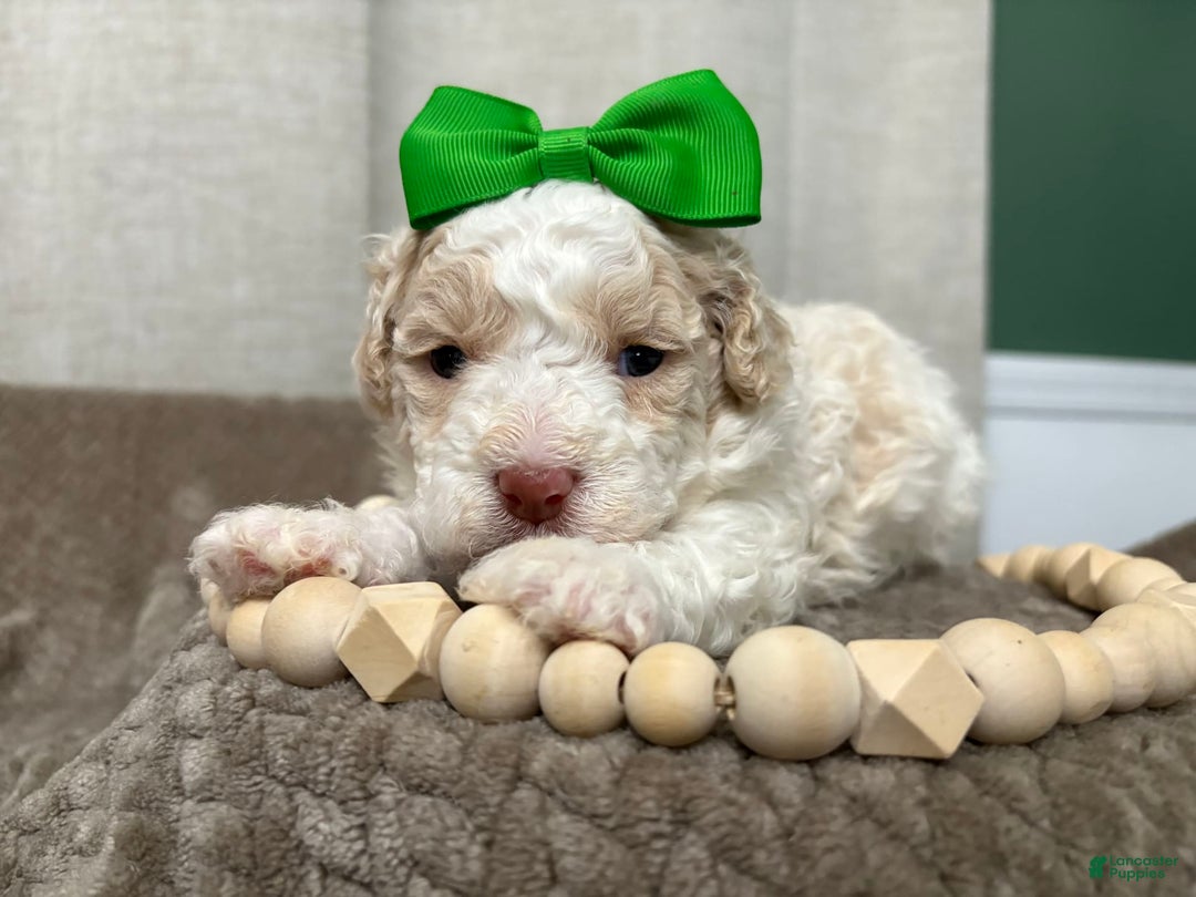 Cavapoo dogs for sale: Biscotti - Image 3