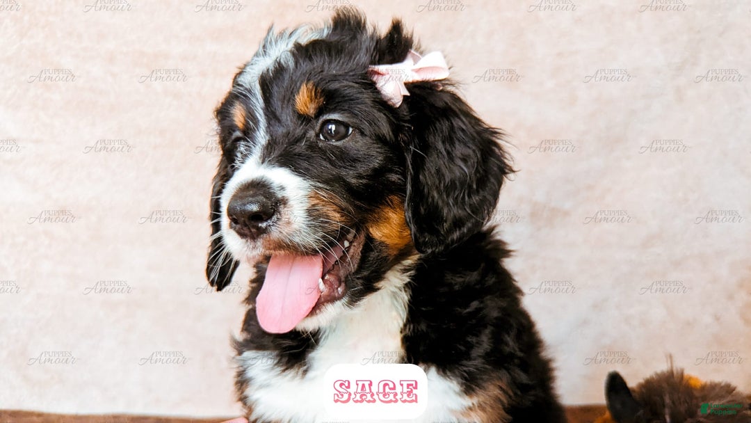 Bernedoodle dogs for sale: Sage - Image 15