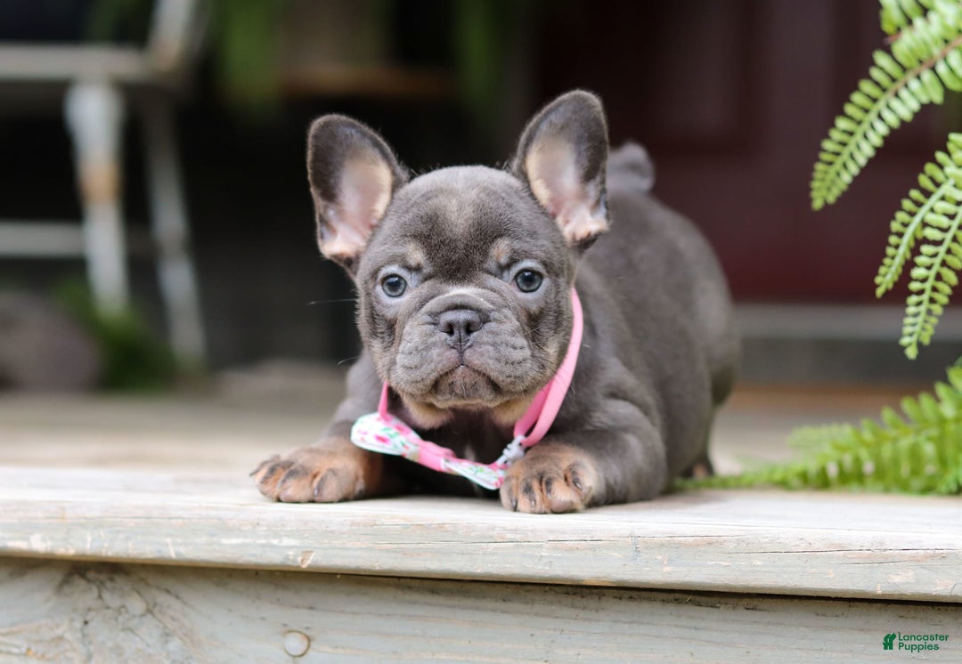 French Bulldog dogs for sale: Nora - Image 8